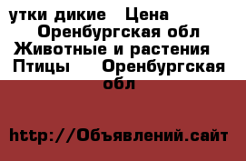 утки дикие › Цена ­ 1 500 - Оренбургская обл. Животные и растения » Птицы   . Оренбургская обл.